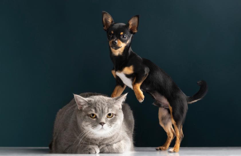 Tratamento da depressÃ£o em animais: como ajudar seu cachorro ou gato