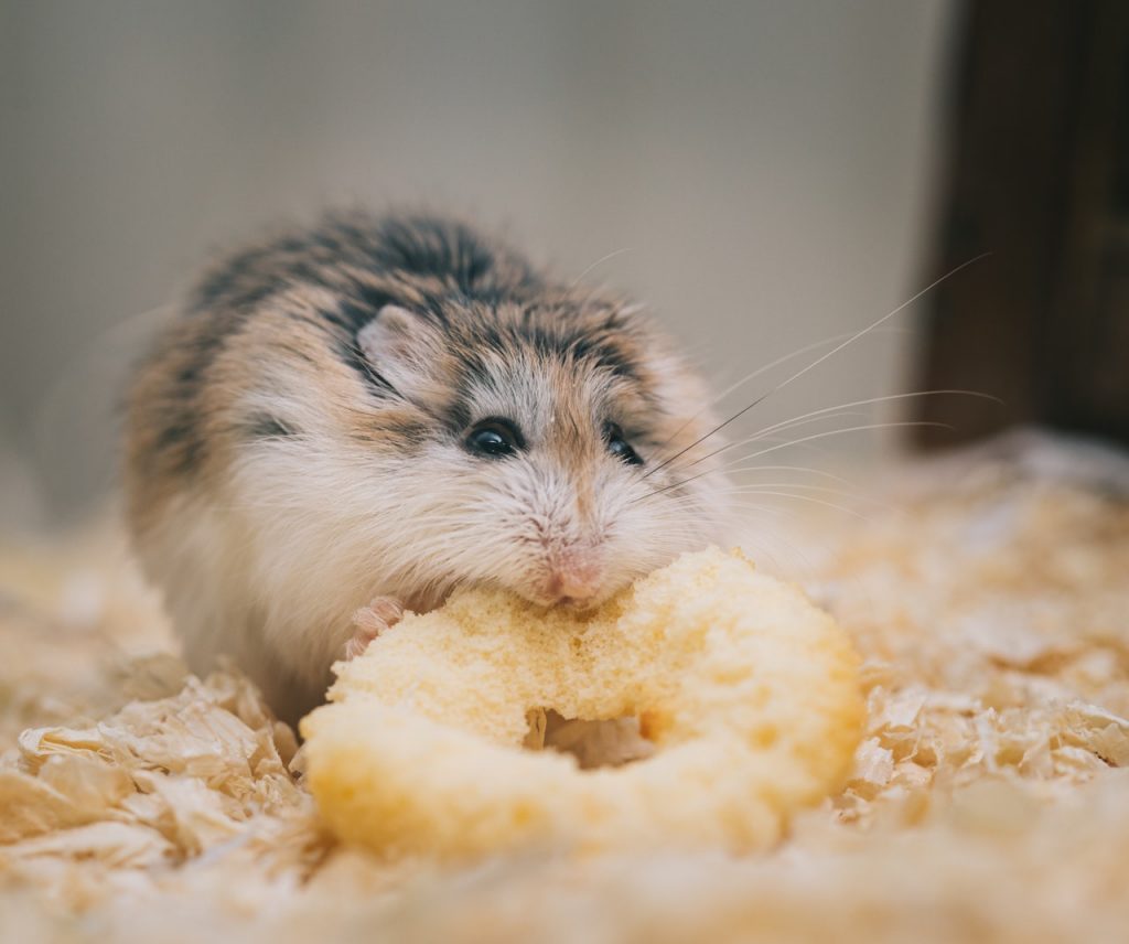 Descubra o que hamster pode e nÃ£o pode comer.