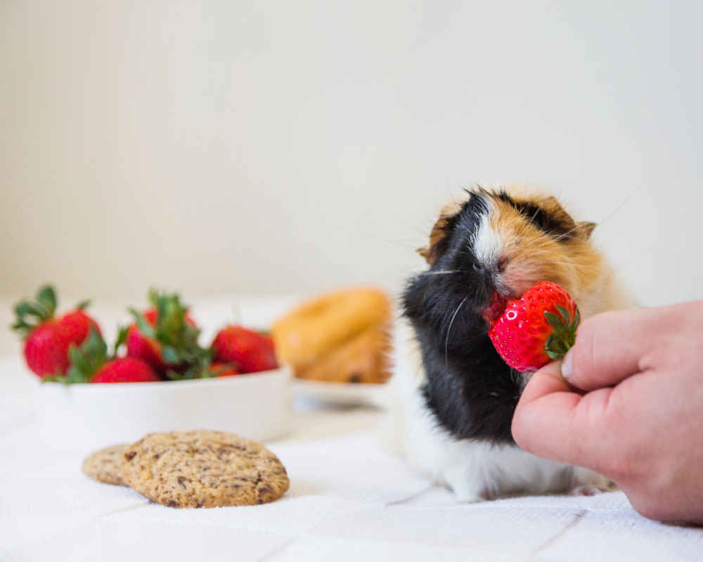 Descubra se hamster pode comer, pÃ£o, queijo, cenoura, tomate, banana, maÃ§Ã£, alface, dentre outros alimentos.