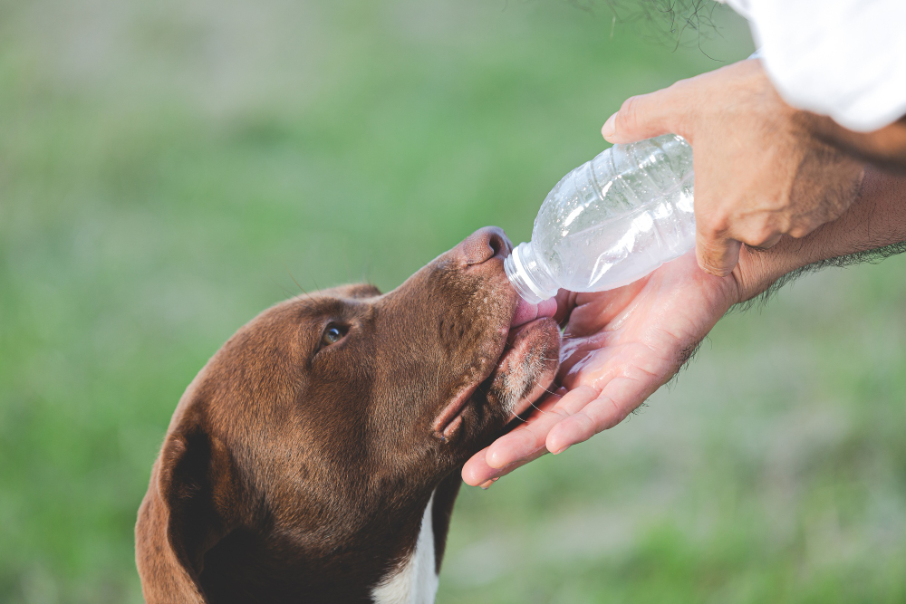 Hidratação é um dos principais cuidados com o pet no verão. Saiba quais são os outros.