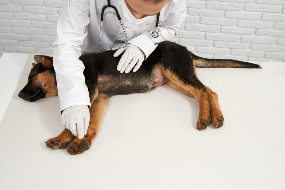 Descubra o que é dermatite canina e saiba identificar se o seu cachorro tem no post.