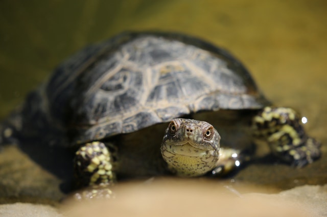 Saiba quais sÃ£o os cuidados essenciais com a tartaruga domÃ©stica.
