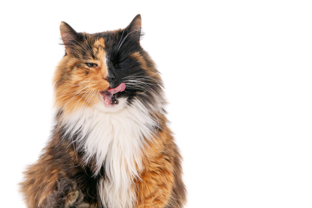 O que gato pode comer de carne? Gatos sÃ£o carnÃ­voros? Descubra no post.