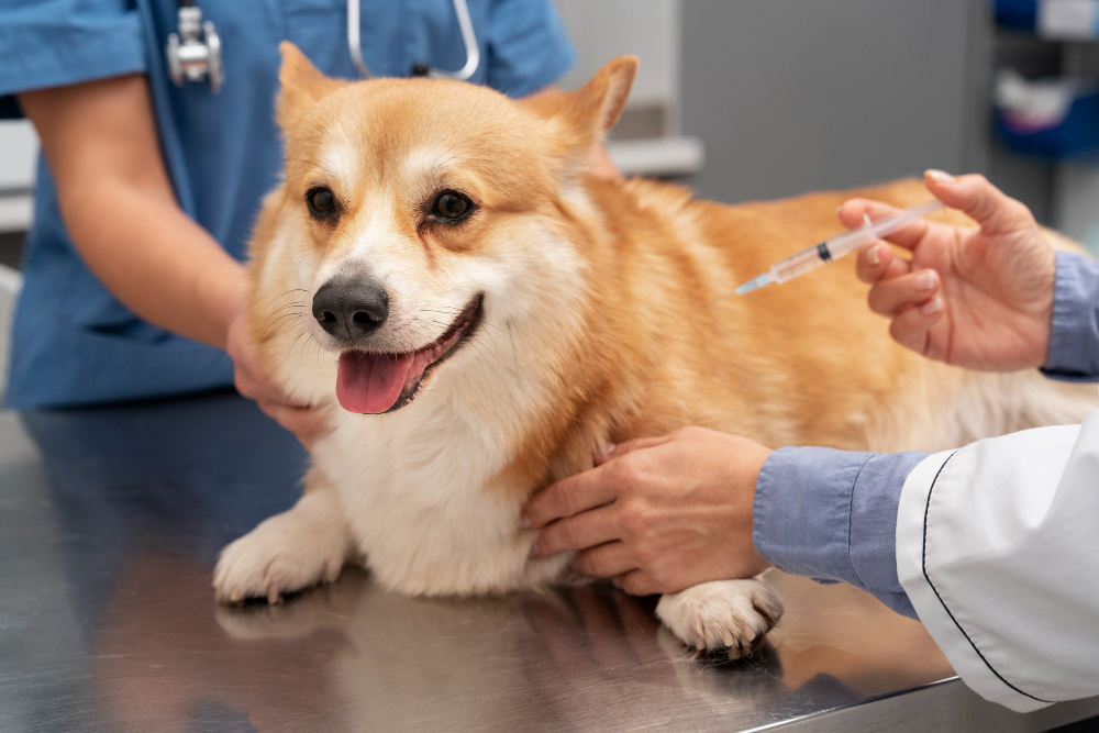 Vacina para gripe canina e antirrÃ¡bica sÃ£o algumas das vacinas que os cÃ£es devem tomar anualmente. Confira quais sÃ£o as outras no post.