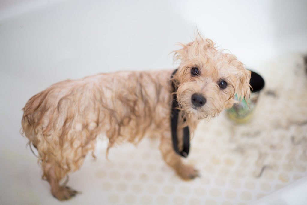 Quando jÃ¡ pode dar banho em cachorro filhote? Descubra!
