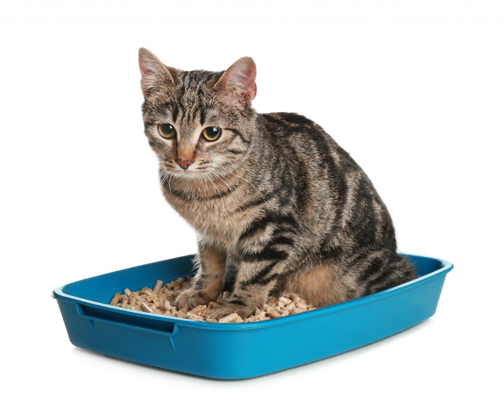 Melhor areia para gato é a biodegradável? descubra!