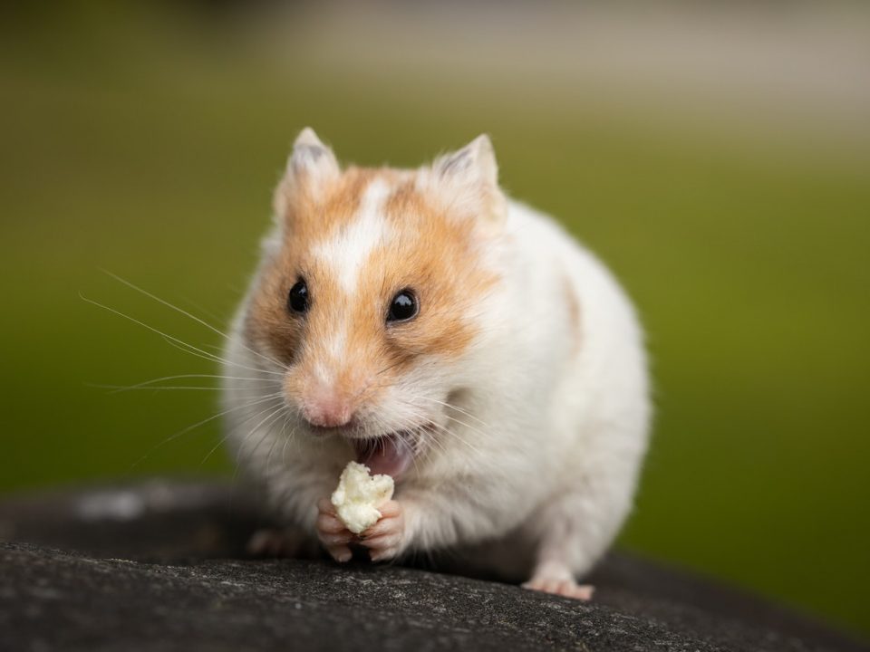 O que hamster pode comer? MaÃ§Ã£, banana, pÃ£o, queijo, alface, tomate e cenoura sÃ£o os alimentos mais questionados. Descubra a resposta no artigo.