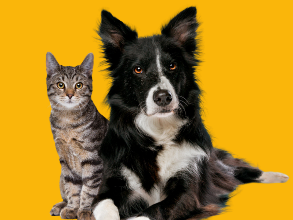 Maço Amarelo pet - campanha de conscientização das doenças renais em gatos e cachorros