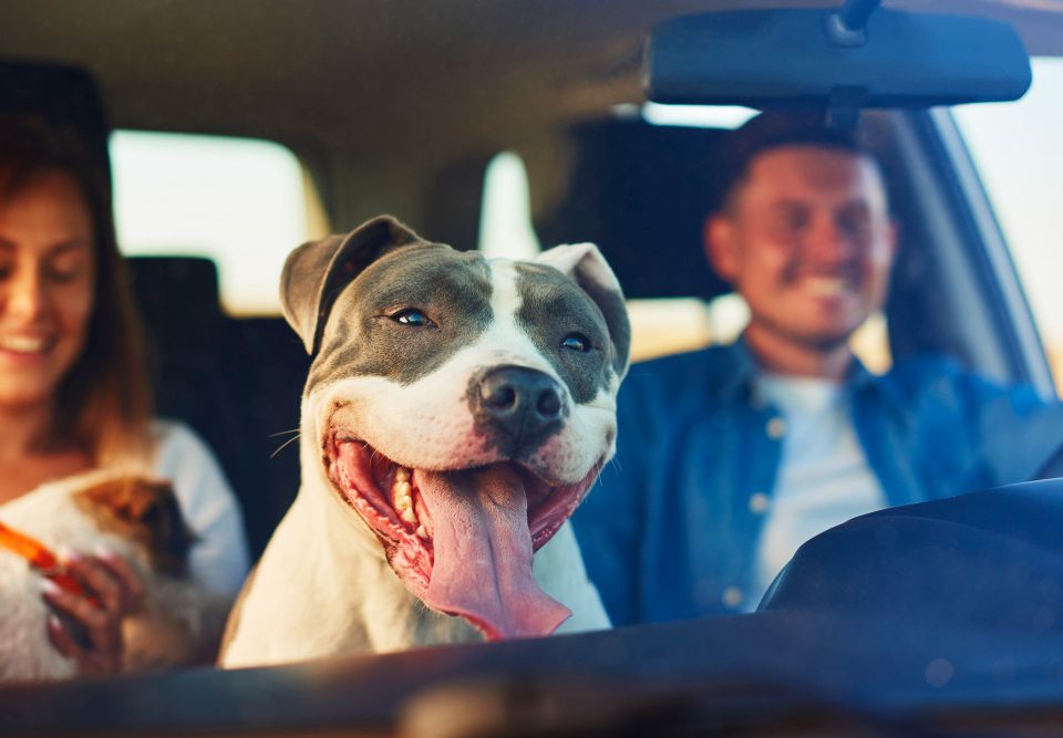 Saiba o que é preciso para viajar com cachorro de carro