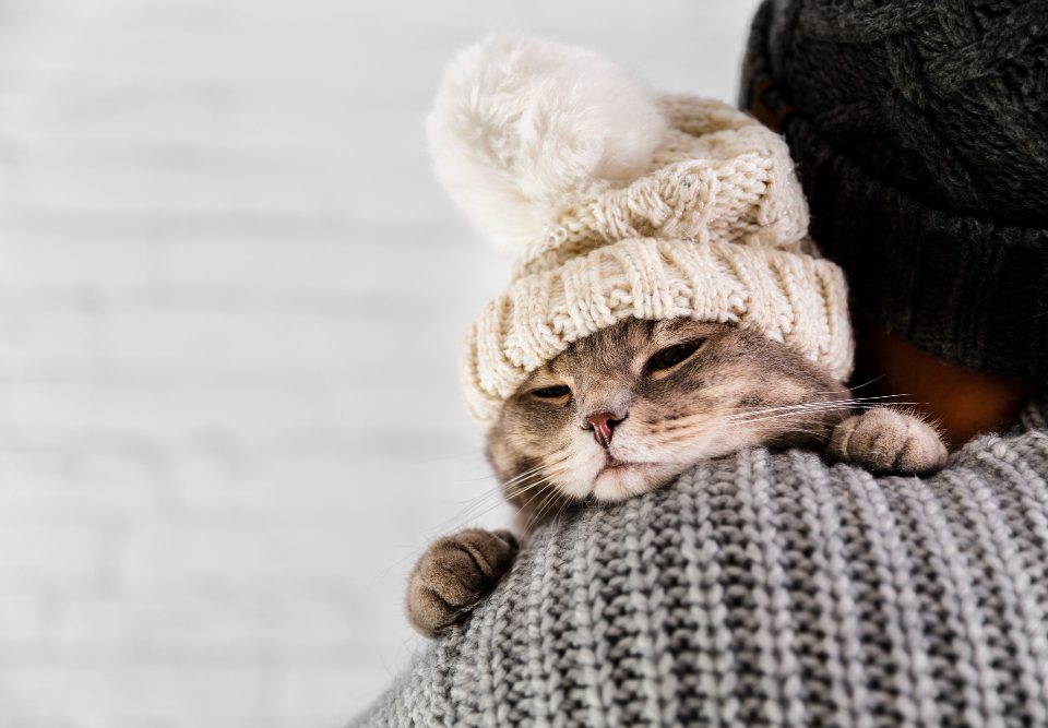 Saiba quais são os cuidados com o pet no inverno e mantenha seu gato ou cachorro protegido do frio e de doenças!