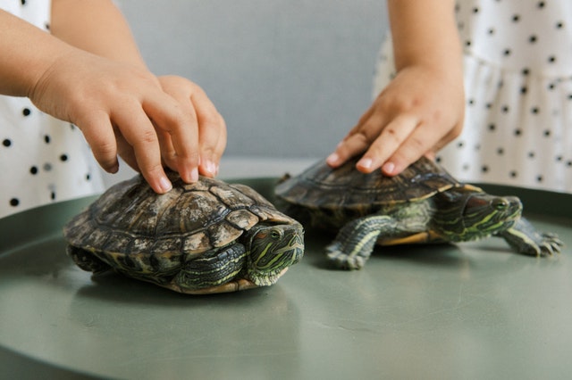 Saiba o que é necessário para criar uma tartaruga doméstica