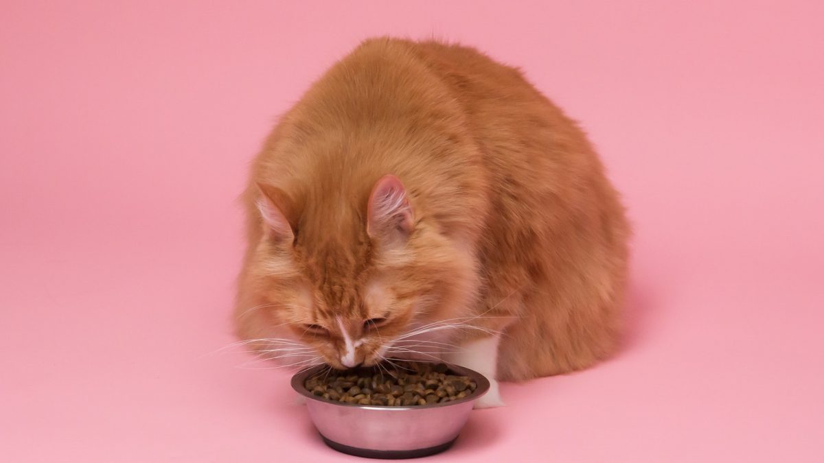 O que gato pode comer alÃ©m de raÃ§Ã£o? Frutas, carnes, iogurte? Descubra no post!