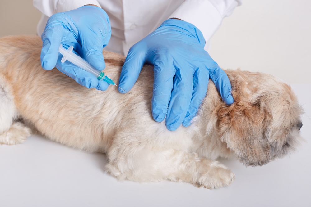 quais vacinas o cachorro deve tomar anualmente? confira o calendÃ¡rio de vacinas para cÃ£es adultos, idosos e filhotes