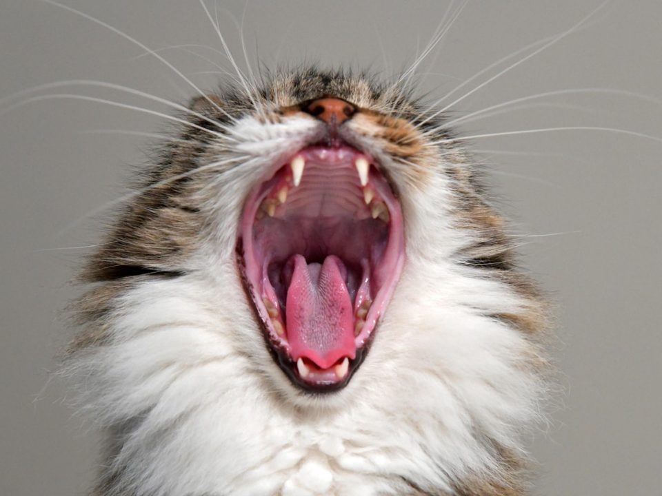 Gato espirrando: o que pode ser e o que fazer