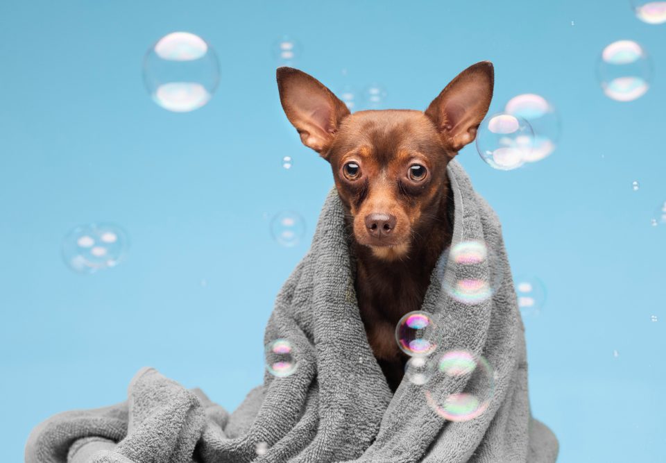 Conheça os 14 beneficios do banho em pet shop