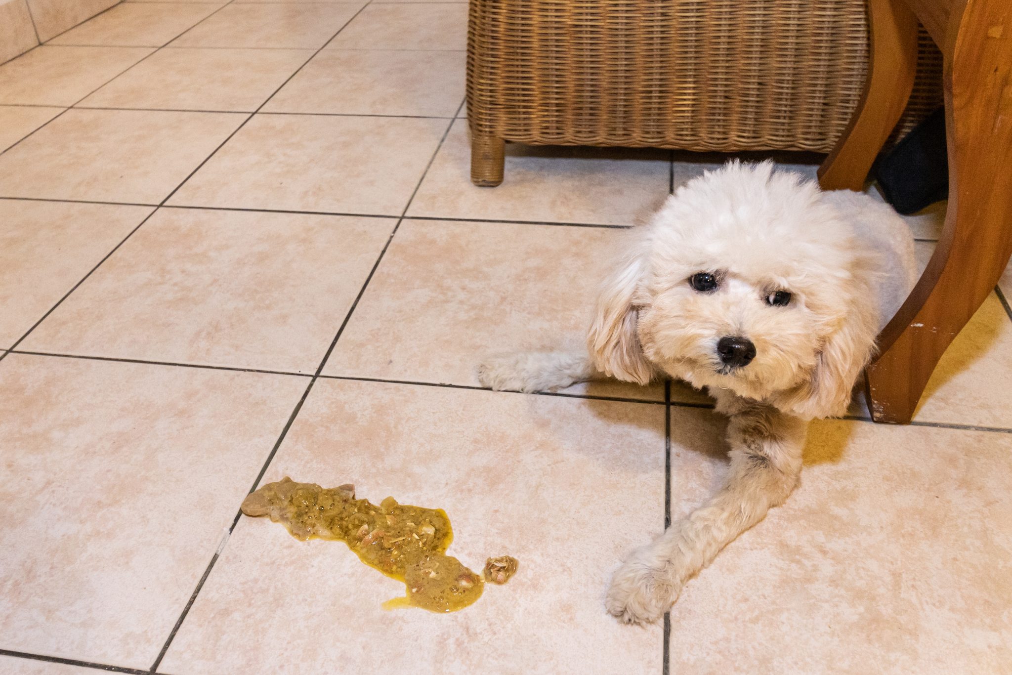 Cachorro vomitando o que fazer e o que pode ser? iPatas