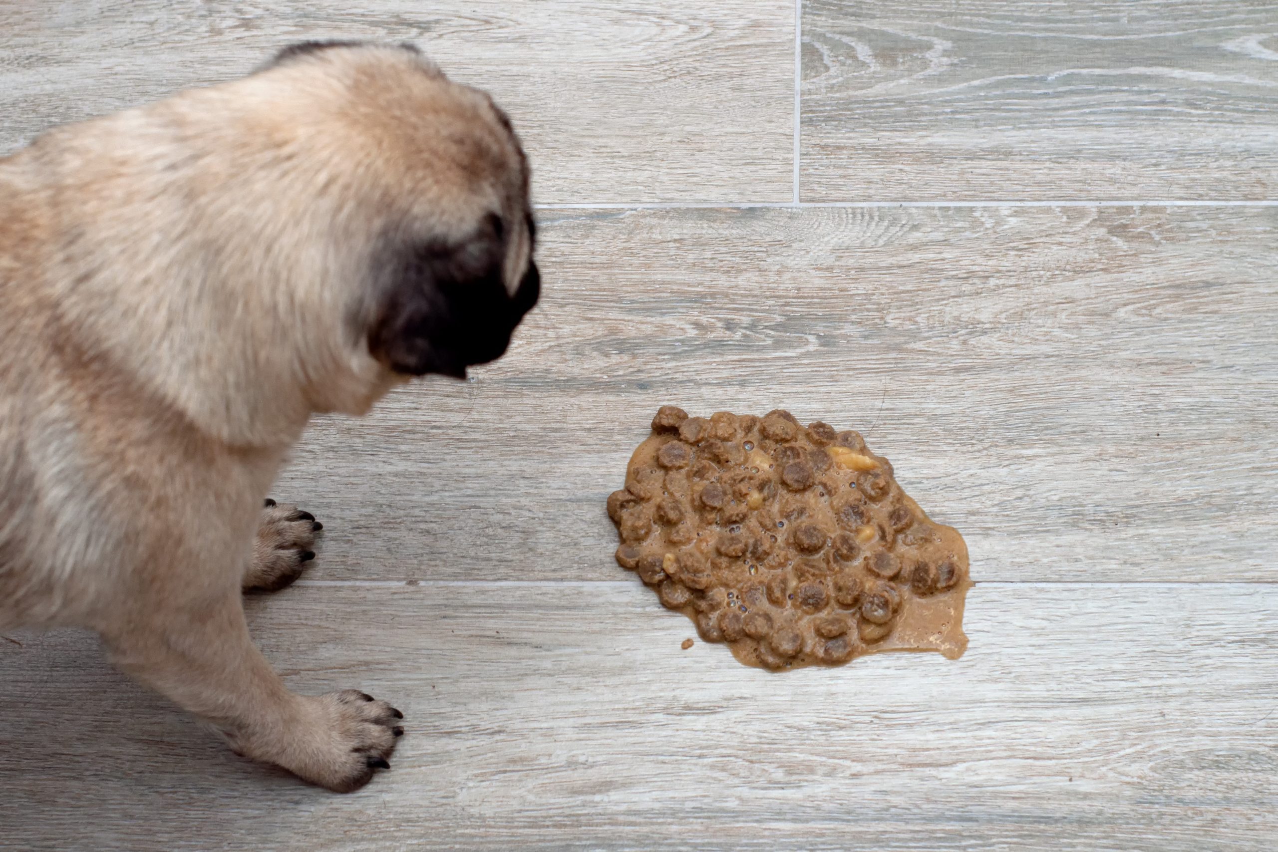 Cachorro Vomitando Ra o IPatas