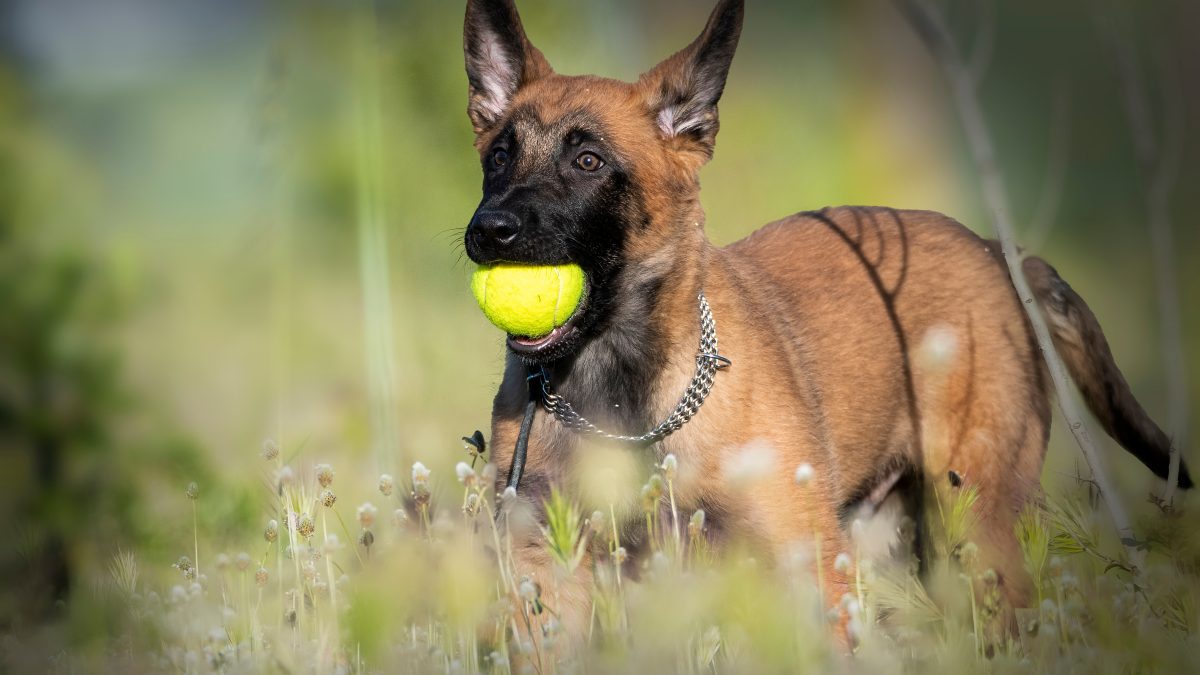 raÃ§a mais inteligente de cachorro: o pastor belga Ã© o cachorro mais inteligente do mundo