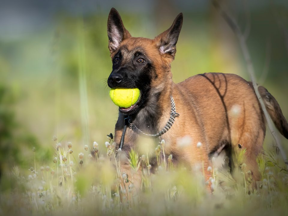 raça mais inteligente de cachorro: o pastor belga é o cachorro mais inteligente do mundo