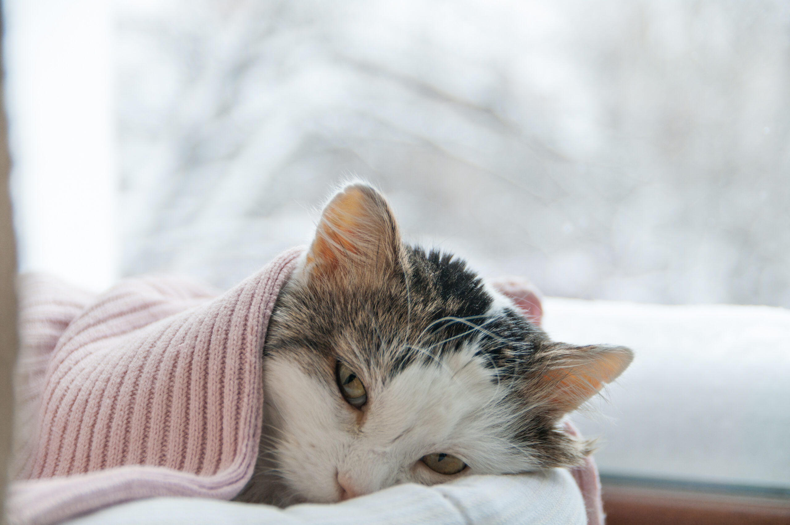 Sinais de gripe felina e tratamento